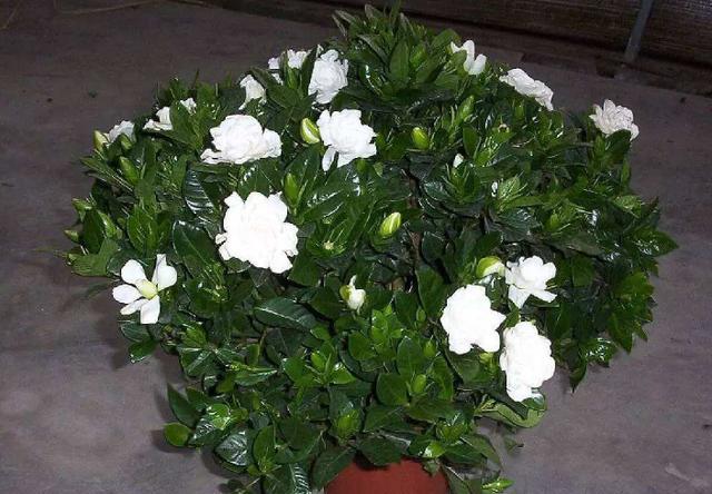 栀子花黄叶是什么原因如何解决,栀子花黄叶是什么原因如何处理