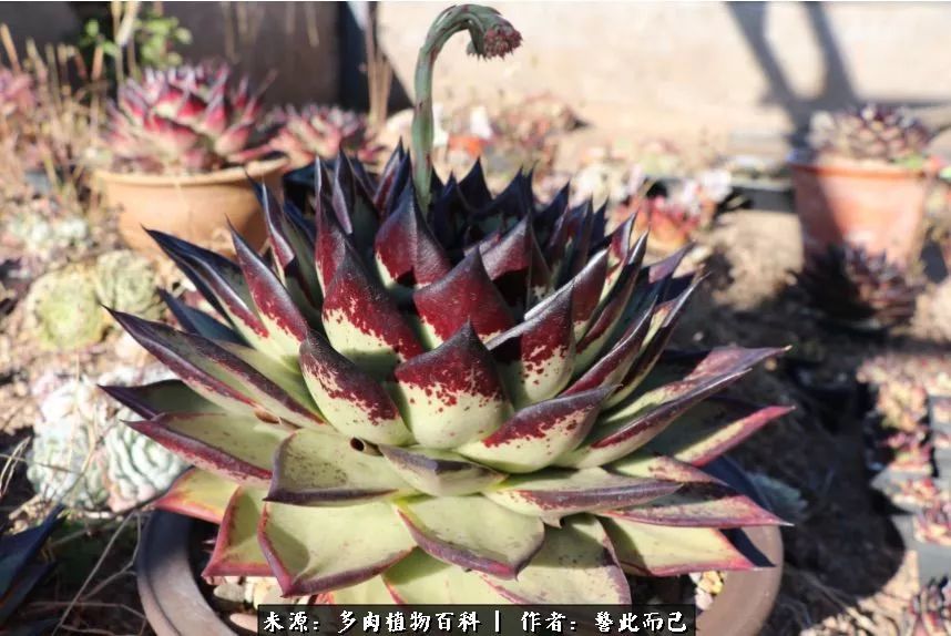 小警察的乌木：红与黑的霸气之美！