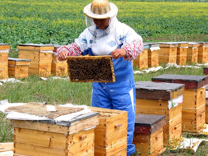 冬季养蜂技术视频大全,天气热怎样养蜂好活