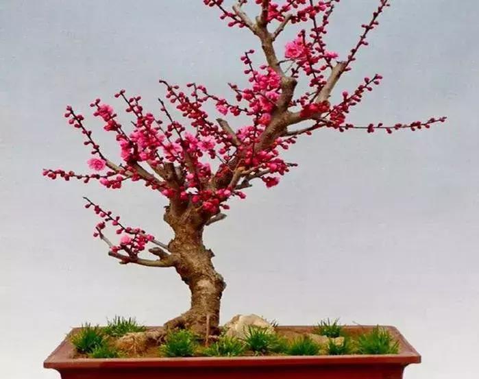 这些梅花真是美不胜收,所有梅花类型