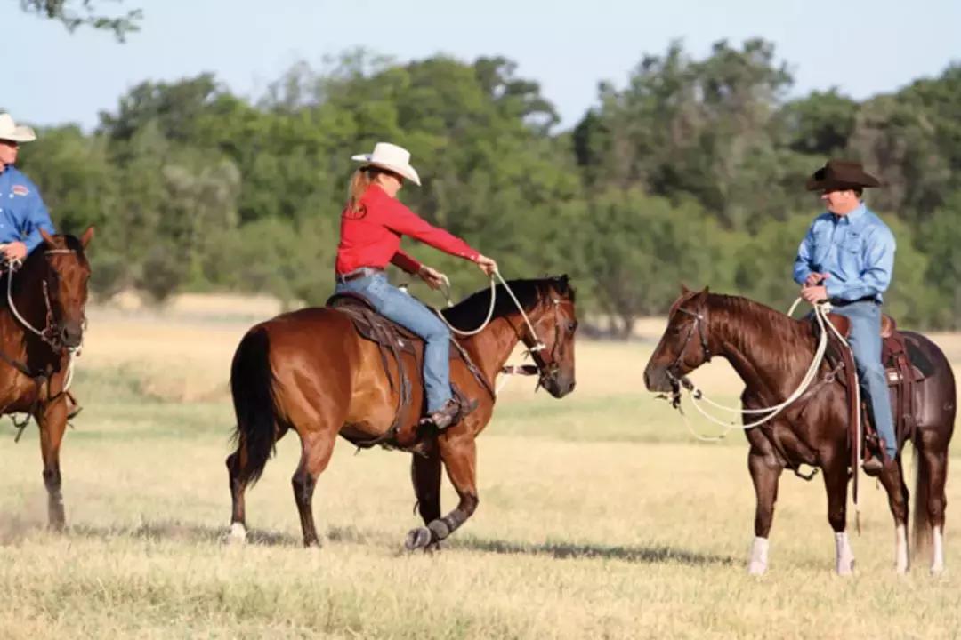 野骑马术教学,野骑马匹怎么选