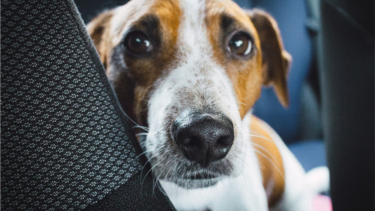 哪些玩具可以逗狗狗开心,安抚狗狗情绪的玩具