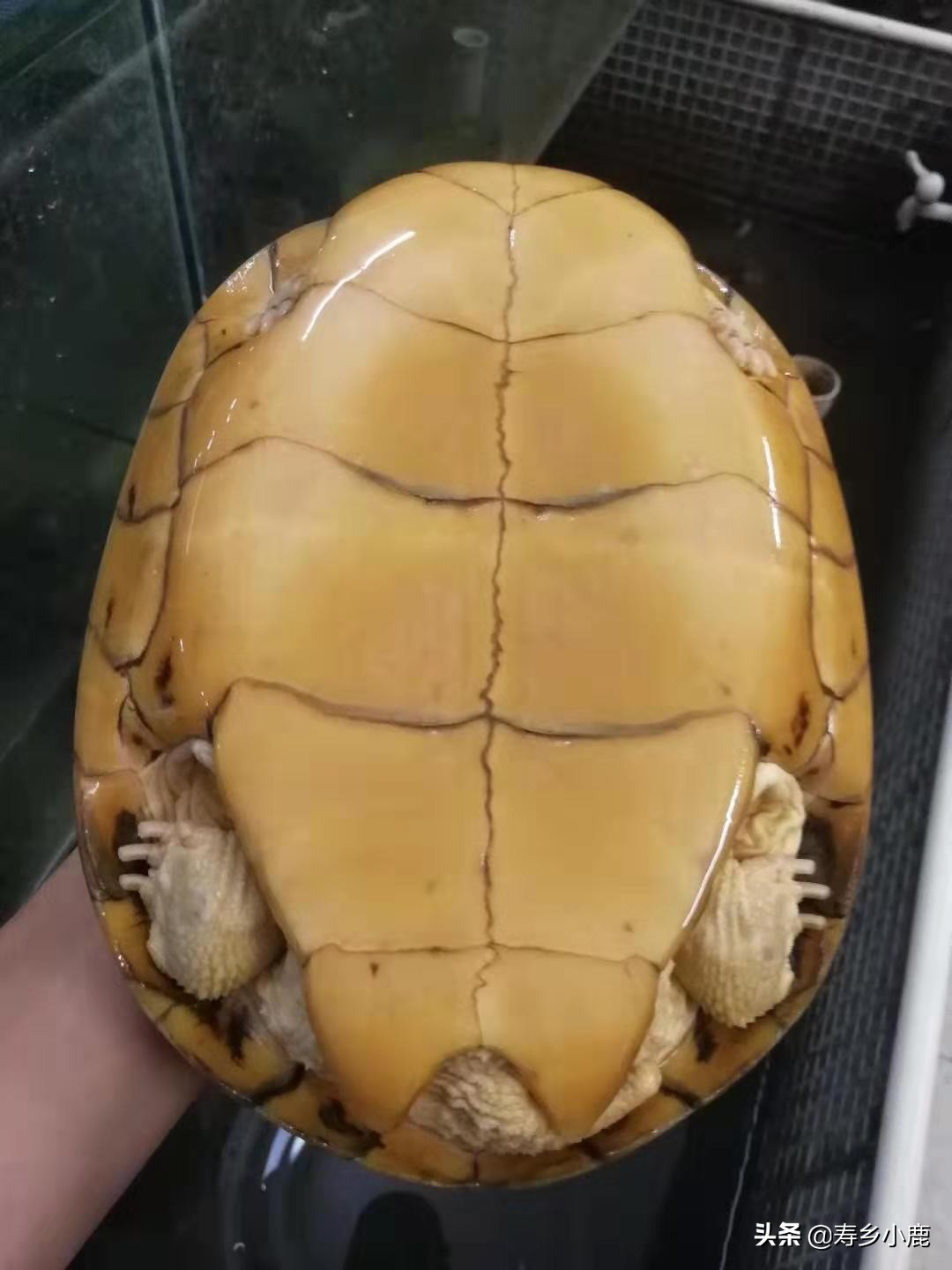 石金钱龟怎么不吃东西,石金钱龟不吃怎么回事