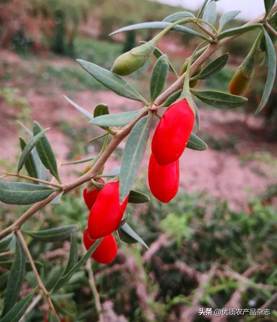 中宁原产地枸杞品质如何,中宁枸杞官方认证品牌
