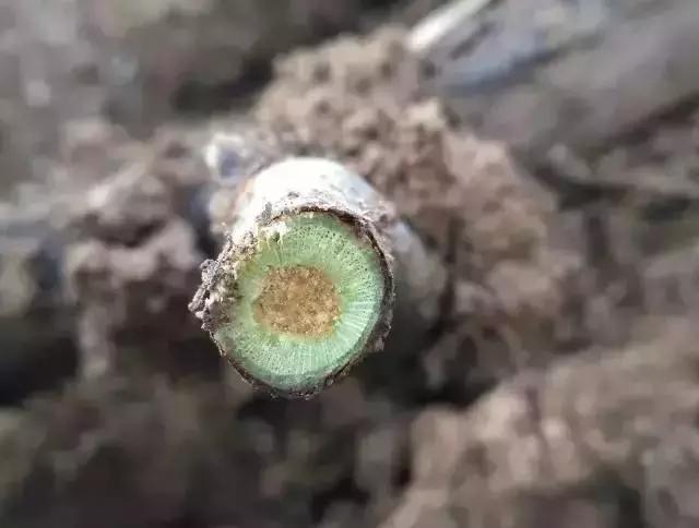 春季葡萄怎么防冻害,葡萄苗冬天会冻死怎么办