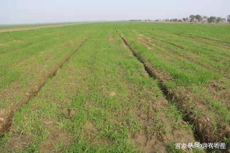 麦子防病何时喷药好,小麦拌种最简单方法