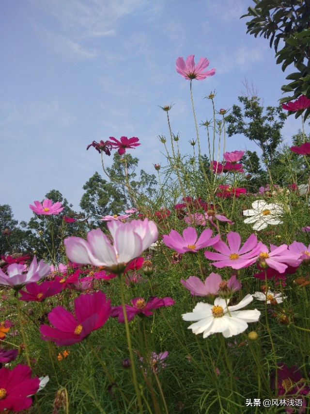 宜昌枝江同心花海步步升景点,枝江同心花海附近好玩的地方