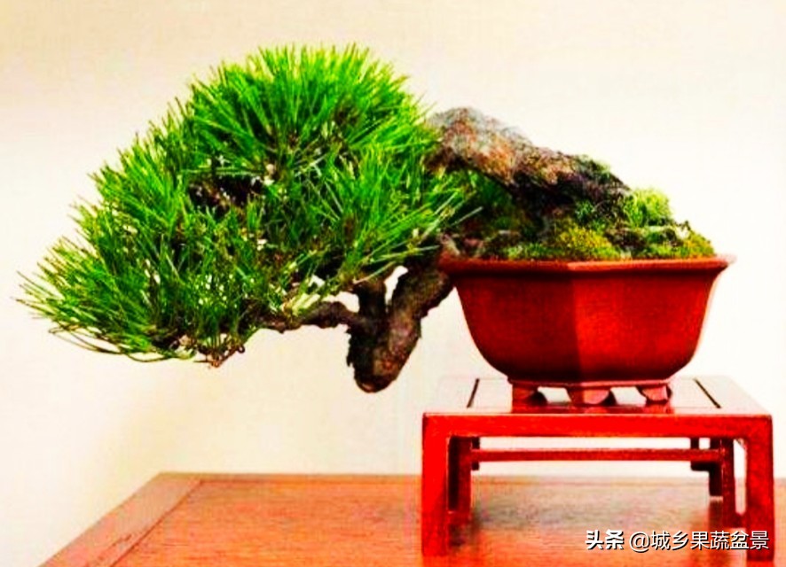 小黑松盆景的造型,黑松盆景各种造型名称及图片