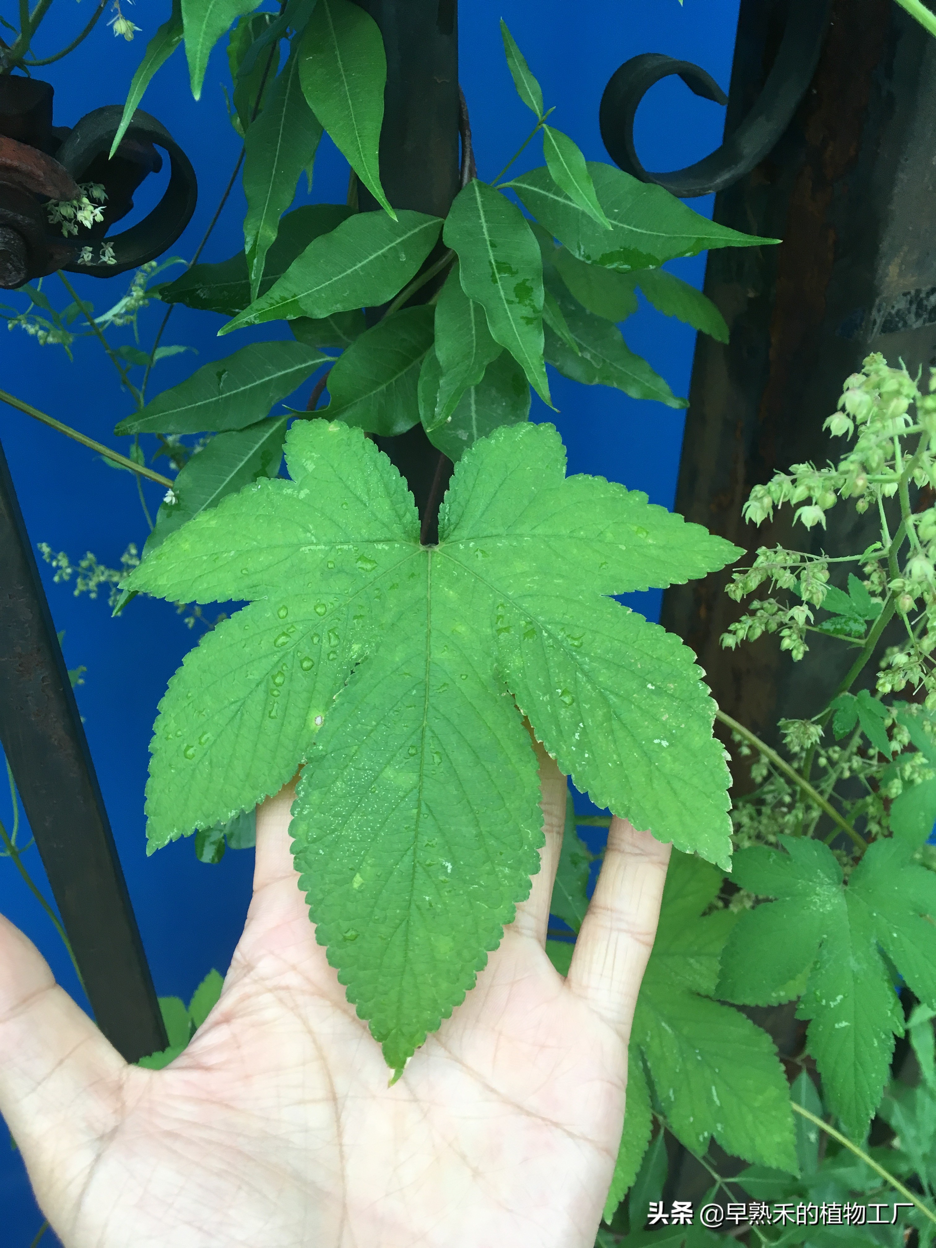 身边普通的植物有哪些,身边被忽略的植物