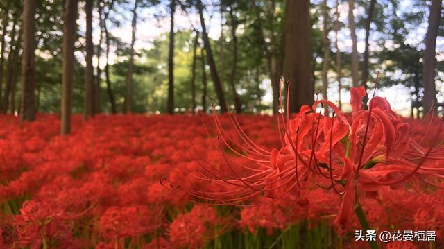 忘川的彼岸花，莲华经的接引之花“曼珠沙华”，原来是石蒜花呀