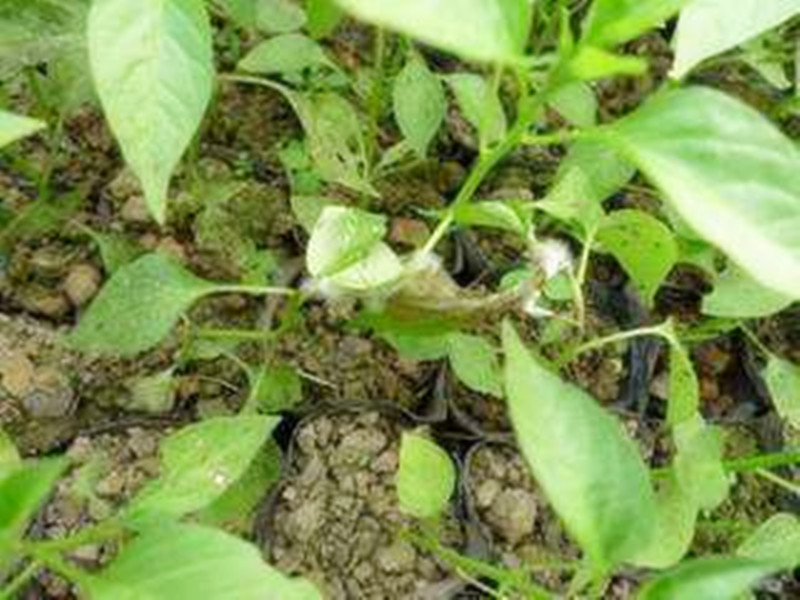 僵苗怎么补救最有效,对付僵王最快的方法