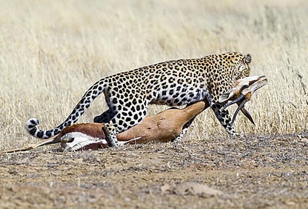 花豹遭遇狮子袭击，非洲草原的顶级猎手，却每天都伴随着生死危机