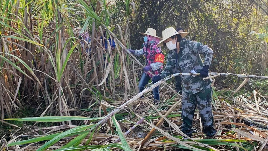 广西扶绥疫情,扶绥白衣天使