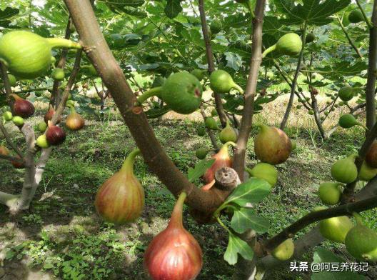 无花果适合家里养,无花果家养讲究