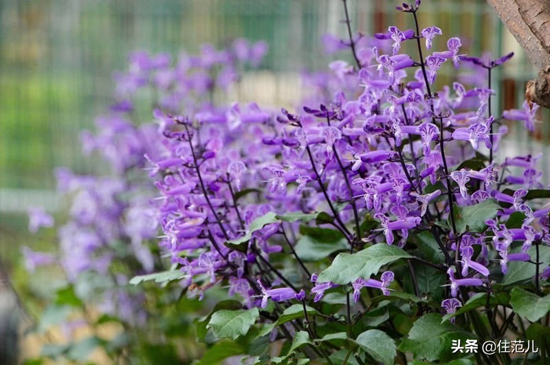 40平米阳台花园打造方法,阳台打造花园效果图大全