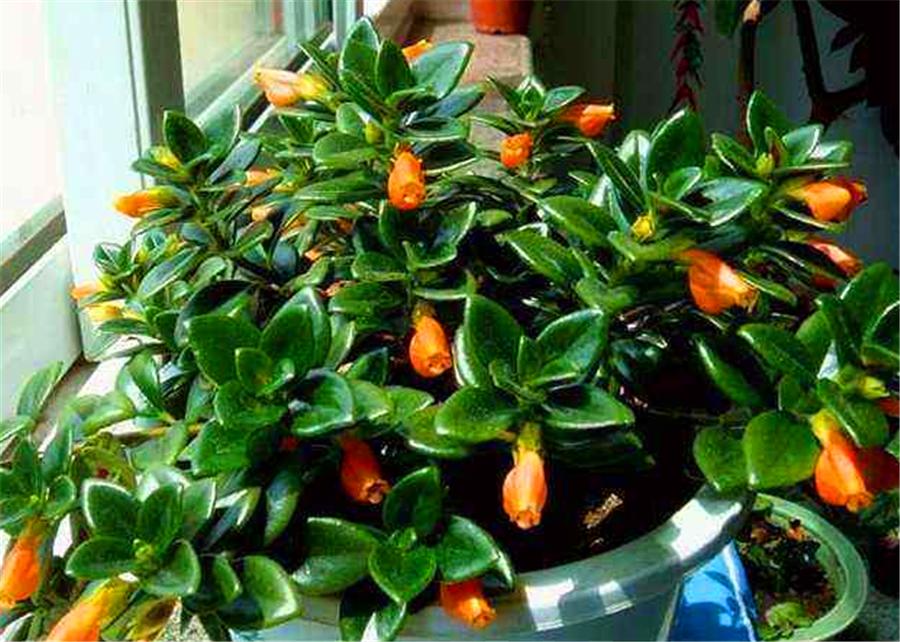 盆栽金鱼吊兰什么时候开花,秋季刚买的金鱼吊兰能开花