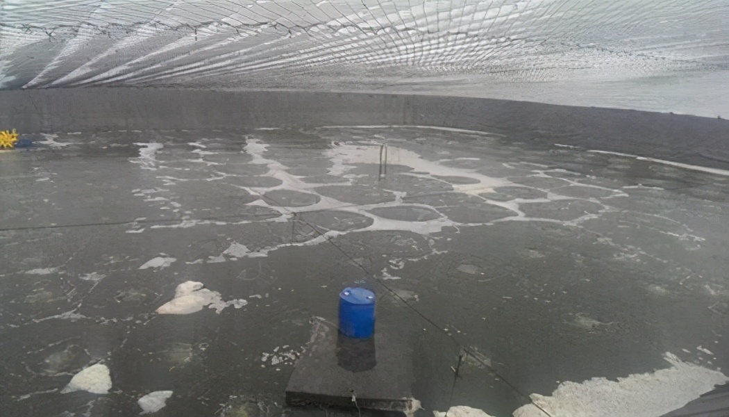 南美虾白浊怎么治疗,对虾出现肌肉白浊是什么原因