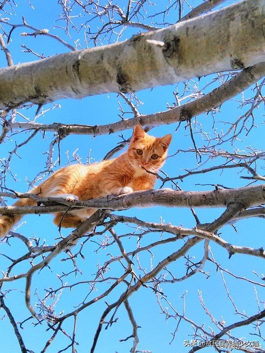 为什么有的小猫咪吃很多也不长肉？也许你该给它驱虫了