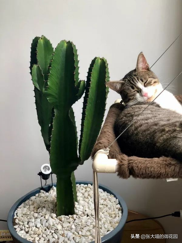 重口味话题,返点勿入!猫咪的肛门腺挤还是不挤?这是一个问题