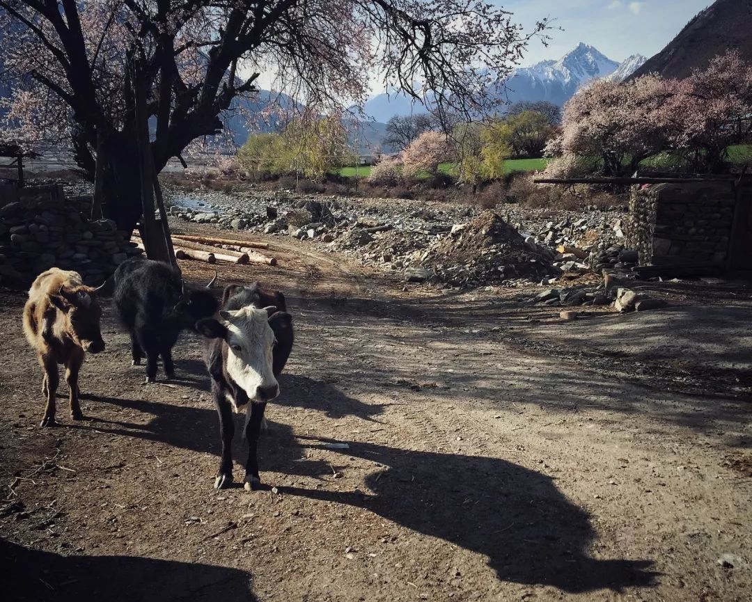 有一种风情叫江南烟雨,波密西藏江南