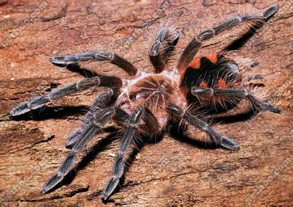 在野外奇形怪状的蜘蛛,各种宠物蜘蛛图片