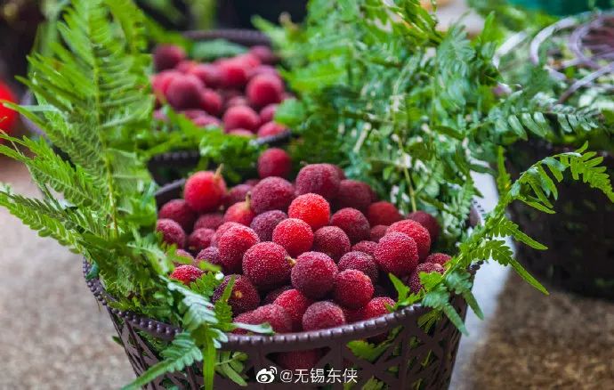 吃上一颗杨梅,正宗苏州杨梅