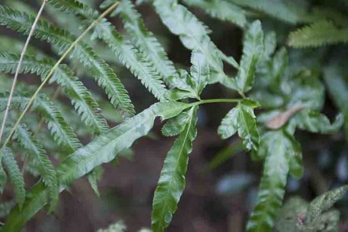 中药凤尾草,中药材凤尾草别名