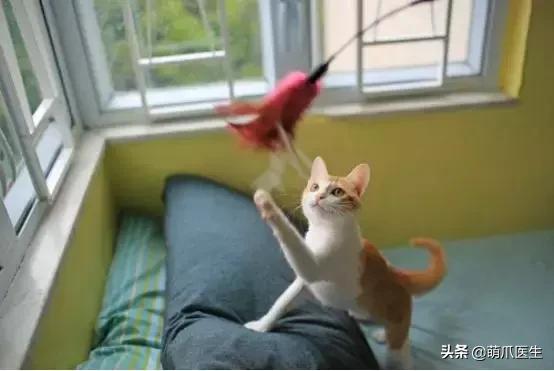 你的猫可能正在抑郁的深渊中挣扎,你家的猫会抑郁症吗