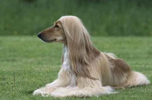 最漂亮的狗狗萨摩耶,最可爱的狗狗排行榜萨摩耶上榜