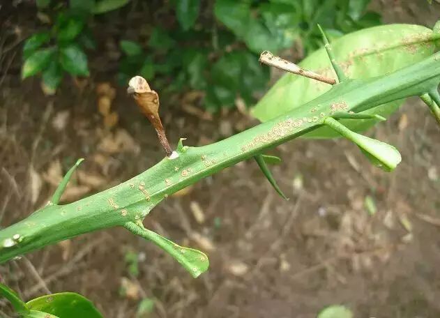 果树保花保果及病虫害防治用药,防治果树病虫害什么时候打药最好