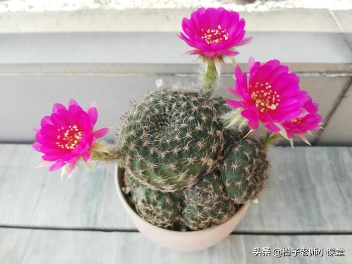 作文300字三年级下册我的植物朋友,我的植物朋友三年级下册300字桃花