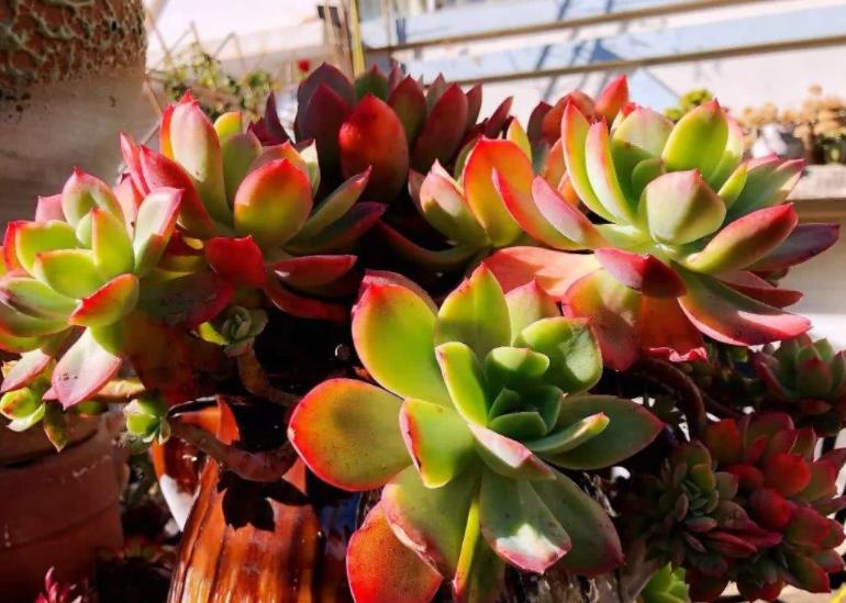 多肉叶片喷水有助上色吗,给多肉上色的最佳方法