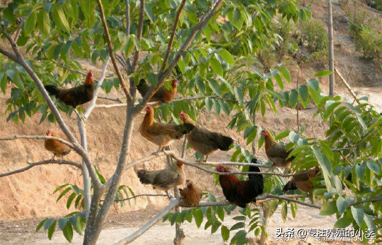 散养肉鸡40天利润如何,买鸡回来养多久才好吃