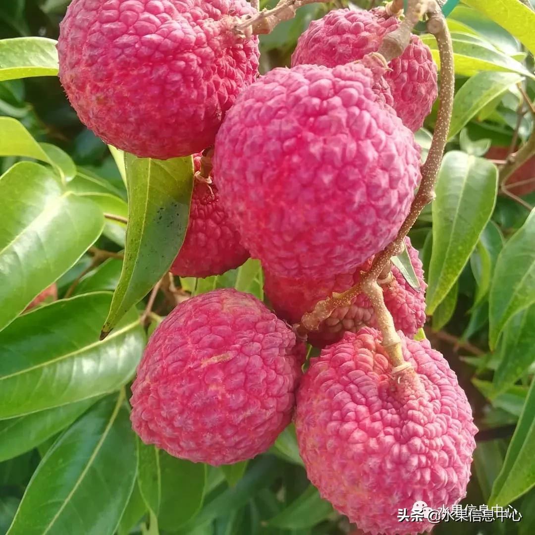 日本农业发达到什么程度?荔枝、香蕉、菠萝竟然用温室来种