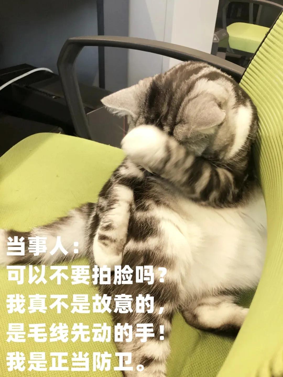 猫咪生吞维生素,猫咪生吞猫粮呕吐