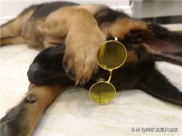 我可能对德牧有误解,有时它不过就是披着德牧皮囊的二哈