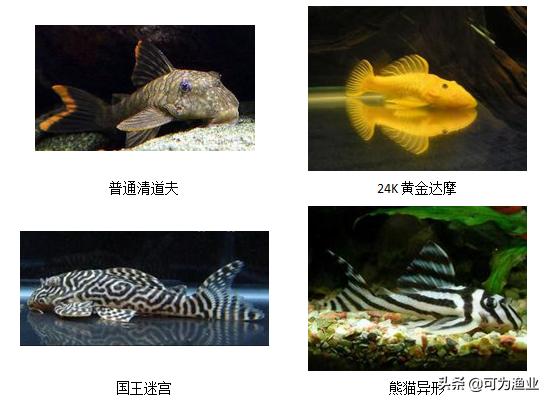 清道夫到底是好是坏秦明法医,清道夫真的有错吗