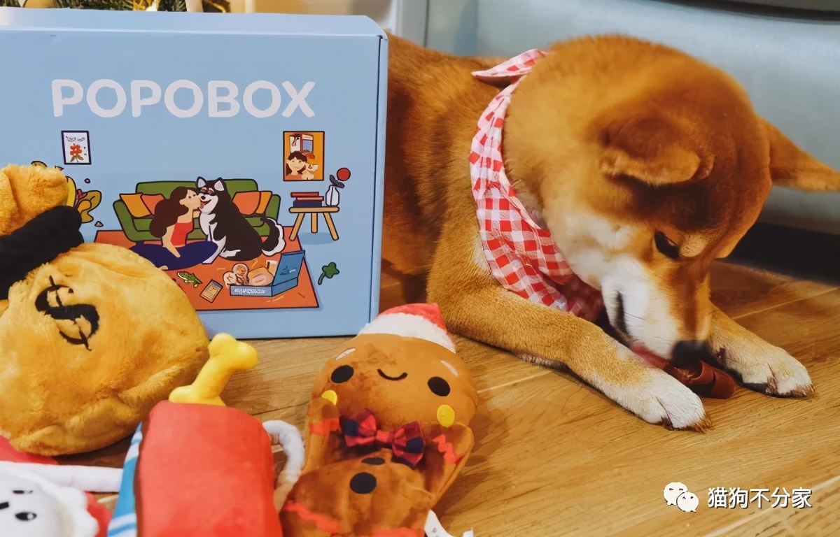 家里狗狗爱打架怎么办,家里狗狗总想咬人怎么办