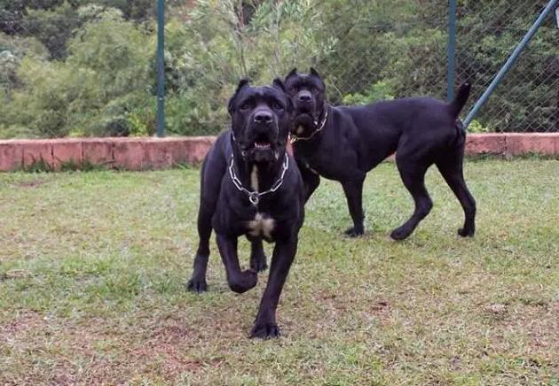 比狗厉害的宠物,比狗狗可爱的宠物