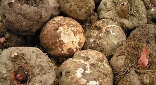 商洛人都不知道的特产,商洛野果特产