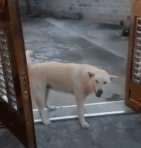 土狗对土主人忠诚吗,土狗vs洋狗