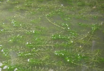 浮起来的伊乐藻怎么处理,伊乐藻脏像棉絮怎么办