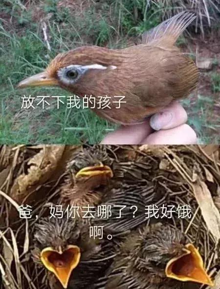 画眉鸟春季养殖方法和技术,画眉鸟管理和饲养视频