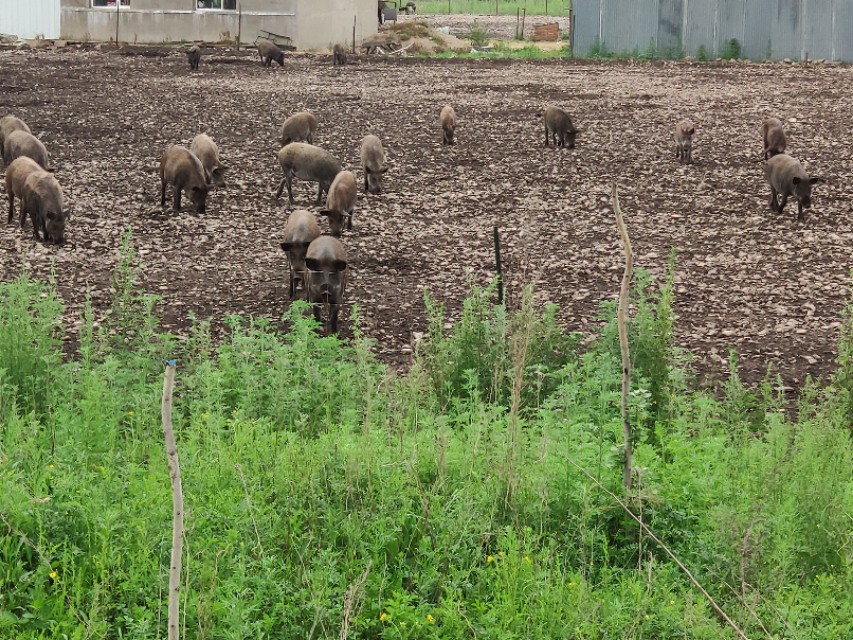 野猪可以养殖吗有毒吗,野猪可以人工养吗