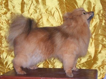 发财金点子项目,发财宠物用品