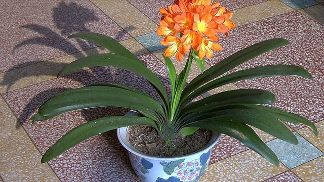 春季翻盆换土的花,哪些花适合在秋季换盆