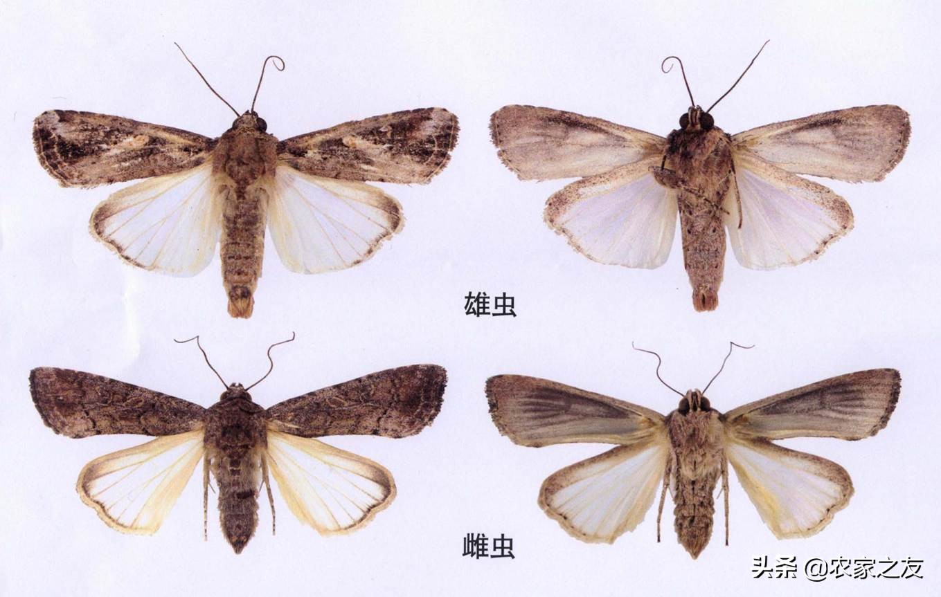 草地贪夜蛾是单食性吗,草地贪夜蛾如何发生