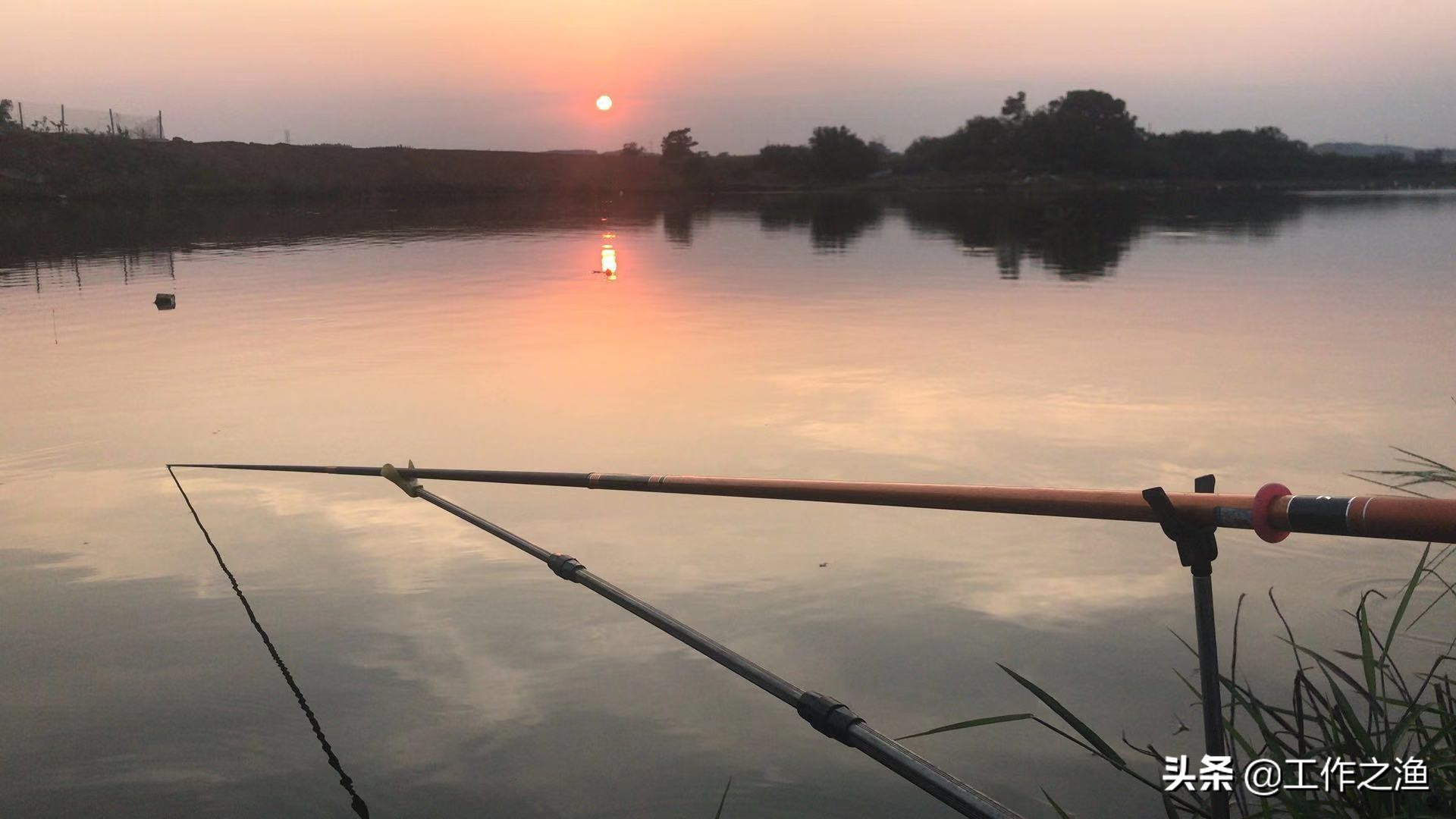 再战红水河盘翘嘴,再战芦苇荡钓法