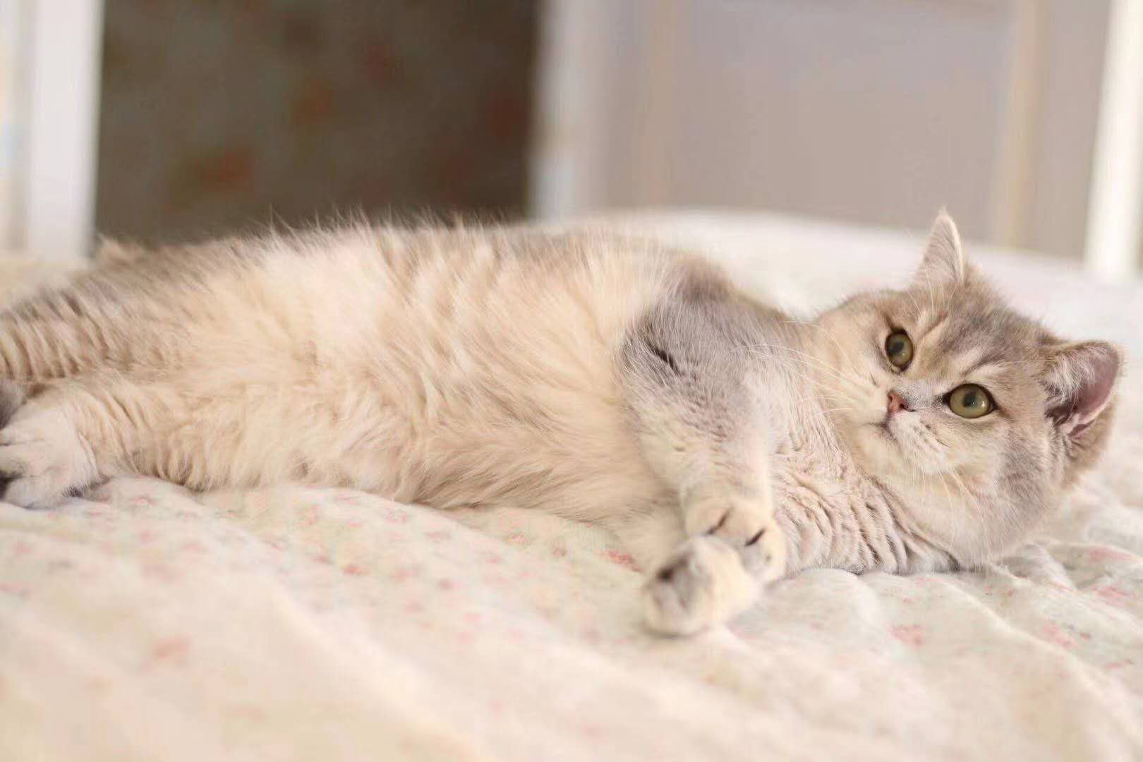 猫眼睛里出现褐色斑点,猫眼睛有白色丝状粘稠物怎么办