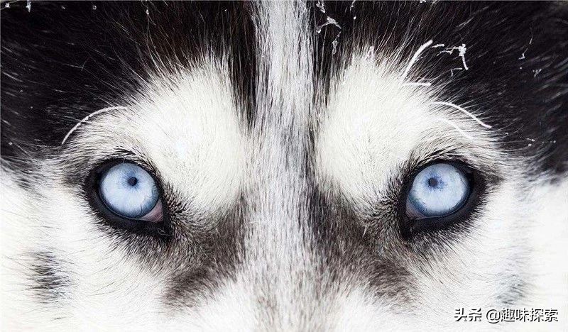 蓝眼睛美国,蓝灰色瞳孔美国